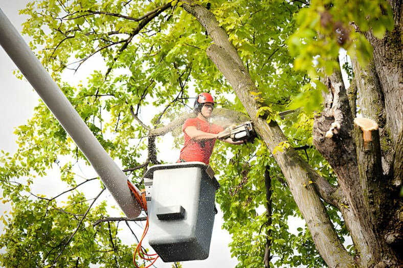 How Can Tree Care Services Prevent Storm Damage in Rochester?
